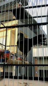 Cám Khướu Chất Hoàng Đại Ca gói 200g dành cho tất cả các loại chim Khướu