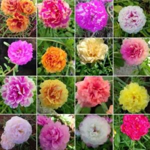 Bibit Bunga Krokot Warna Warni Cantik Murah