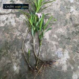 Cây cỏ mực giống - Cây nhọ nồi giống (cao 20-30cm như hình)