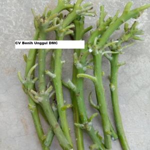 Entress-Alpukat-Cuba-Valid-Super