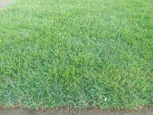 BERMUDA GRASS Live Plant Rooted 7x7 inches per Blocks