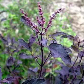 Malaysia Stock Fast Shipping 30pcs Benih Thulasi Ungu Purple Holy