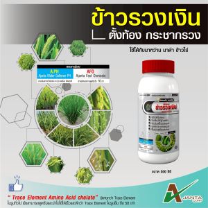 ข้าวแตกกอ แตกกอไว กอใหญ่ ใบเขียว ตั้งท้องสมบูรณ์ กระชากรวง รวงยาว รวงใหญ่ เอเจนต้า คอร์ป ข้าวรวงเงิน