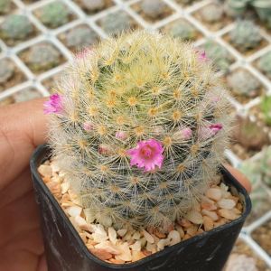 ต้นกระบองเพชร แมมขนนก แมมขนนกเหลือง คละสีดอก Mammillaria schiedeana #แคคตัส #cactus #Mammillaria