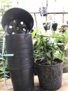 Chậu C7 trồng cây ươm cây gieo hạt trồng rau trồng hoa