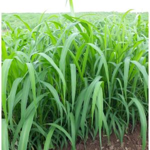 Hạt giống cỏ Mombasa ghine-cỏ sả lá lớn-cỏ chăn nuôi-nãy mầm 100% gói 100gr