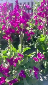 ไวโอเล็ต ไม้ยืนต้น สำหรับปลูกในบ้าน ระเบียง กระถาง ปลูกง่าย ปลูกง่าย ดอกคอสมอสสำหรับสนามหญ้า