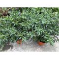 【 PROMO PAKET 4 POHON 】Tanaman Cabai Rawit Setan Pedas COD Tanaman Benih Sayur Pohon Sayuran Hidup Bibit pohon cabe rawit setan unggul besar yg sudah berbuah Tanaman cabe rawit hidup  siap tanam. 