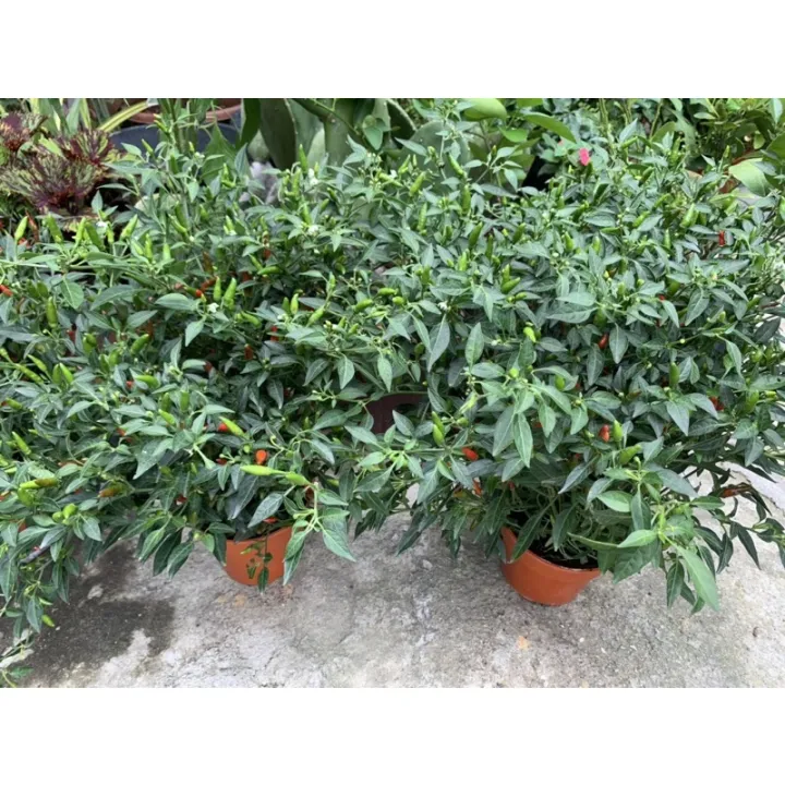 %E3%80%90%20PROMO%20PAKET%204%20POHON%20%E3%80%91Tanaman%20Cabai%20Rawit%20Setan%20Pedas%20COD%20Tanaman%20Benih%20Sayur%20Pohon%20Sayuran%20Hidup%20Bibit%20pohon%20cabe%20rawit%20setan%20unggul%20besar%20yg%20sudah%20berbuah%20Tanaman%20cabe%20rawit%20hidup%20%20siap%20tanam%20-%20Image%202