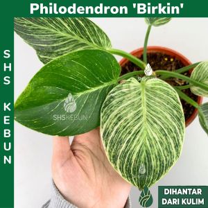 Pokok Philodendron Birkin Variegated 铂金金钻蔓绿绒/铂金钻 Plant Live Plant Pokok Hidup Hiasan Dalam Rumah Indoor Plants SHS Kebun