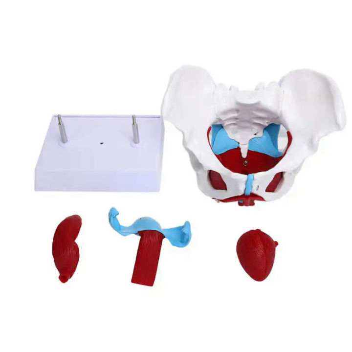 paHuman Skeleton Anatomy Model Detachable Pelvis Model Sacrum Hip Bone