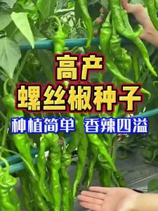 พริกเผ็ดพรีเมียม พริกสกรู พริกฤดูใบไม้ผลิฤดูใบไม้ร่วงสี่ฤดูกาล ผลผลิตสูง ทนทานต่อโรค ผักออร์แกนิกในสวน