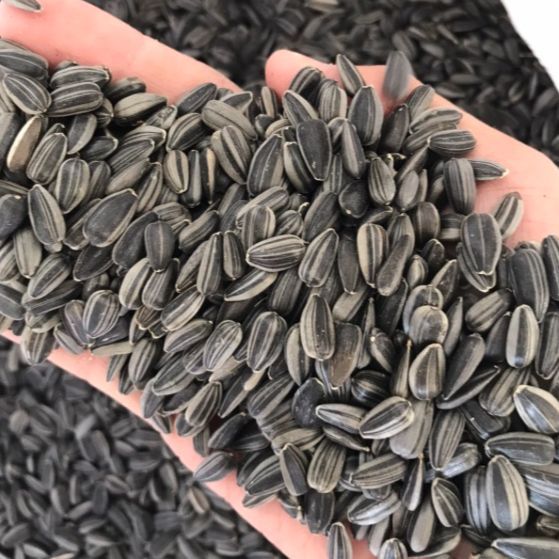 10 อันดับเมล็ดพันธุ์ทานตะวันงอกยี่ห้อไหนดี? ปลูกง่าย โตไว อัปเดตปี 2025