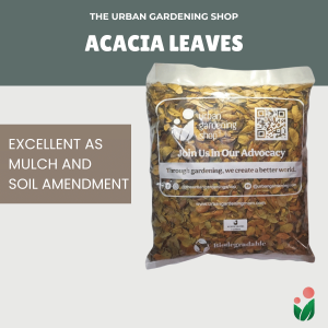 Dried Acacia Leaves for  Mulching & Soil Amendment