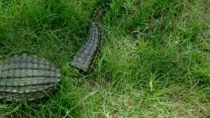 Funny Floating Crocodile Decoration Resin Simulation Statue Garden Figurine Outdoor Ornament Ponds Lakes Decoration
