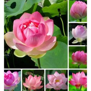 Hạt Giống Hoa Sen Ta (Sen Hồng ) Gói 10 hạt-gieo trồng quanh năm