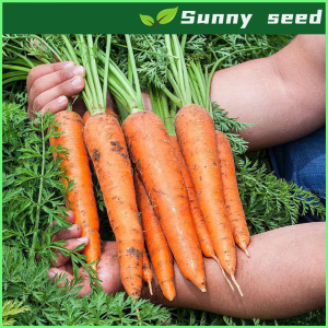 KURODA CARROT SEEDS -（500 seeds）HIGH YIELDING/EASY TO GROW/Premium vegetable seeds