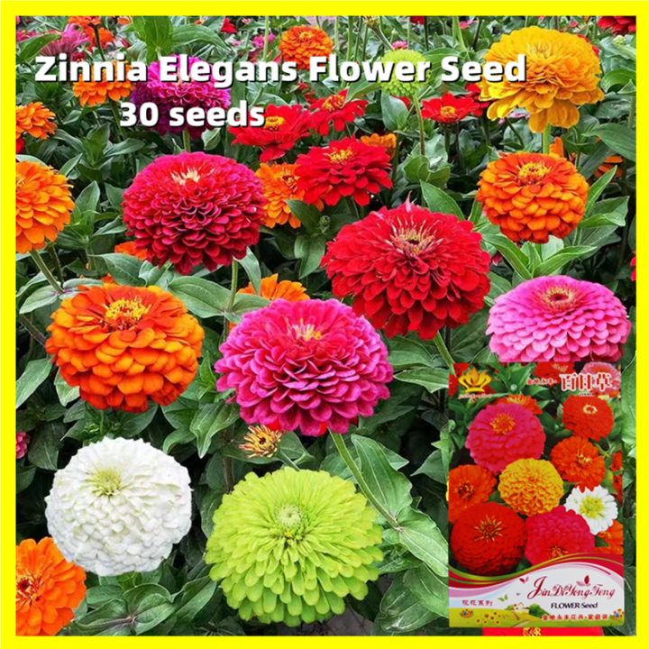 Zinnia Elegans Seeds Fresh 30 Seeds Mixed Colors Zinnia Flower Seeds