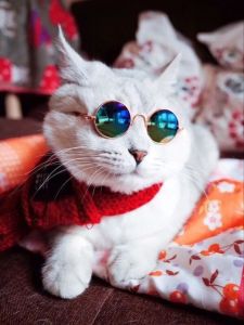 [Quần áo giữ ấm thú cưng - Áo chó mèo lễ giáng sinh Noel dễ thương cao cấp