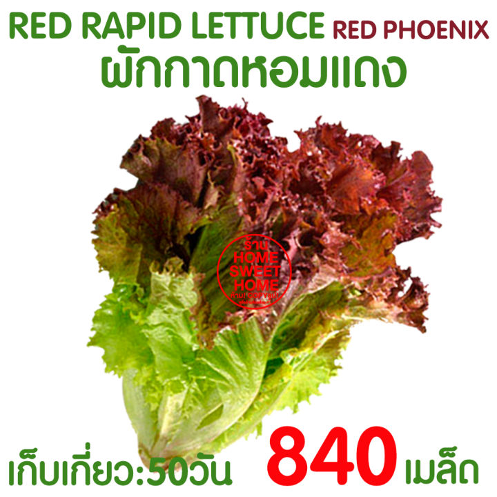 เมล็ดผักกาดหอมแดง 840 เมล็ด
