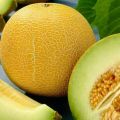 50+ BENIH MELON MADU ORANGE VARIETiES  UNGGUL. 