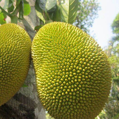 Nutritious Rare Honey Jack Fruit Seeds Viable Delicious Garden Yard ...