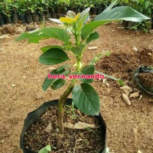 Bibit Alpukat Hawai Pluwang Jumbo Super