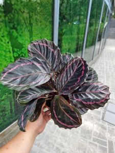Calathea Dottie [REAL PLANT] #supportlocal - **All Plants sold are based on pot size**