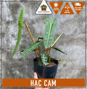 Cây Hạc Cam - Tổng thể cao tầm 20-30 cm - Kiểng lá sang trọng!