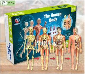 [SG STOCK] DIY The Human Body (full body)  for Kid STEM Science Experiment Building Assembly Toy For Children