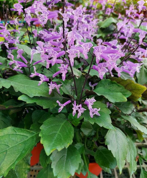 Purple Plectranthus Mona Lavender Flowering Indoor House Home Potted ...