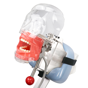 1Set Model Studi Gigi Tahan Lama Gigi Model Adjustable Dental Study Model Gigi Untuk Dental Model Study Training Practice