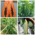 " Gói 120 "Hạt Giống Đu Đủ Lùn Cao Sản Phuket Thái Lan Siêu Ngọt [Seeds]. 
