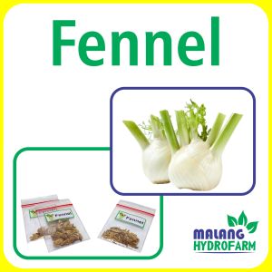 Benih Fennel Unggulan Berkualitas biji bibit repack sayur adas manis hydroponik hidroponik anis tanaman sayuran pot
