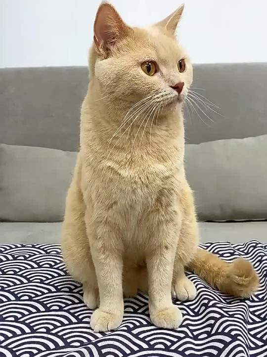 LZD for s Cat Ear Dog Cat Temperature Measurement and Dog Temperature