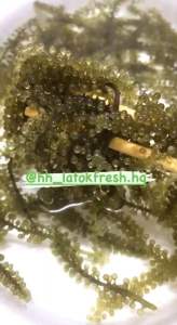 LATOK SHRINK SOS HIJAU PADU SGT2 SEDAP