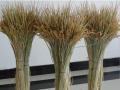 Bông lúa khô trang trí 1 bó 50 nhánh hạt lúa nguyên thủy GG123. 