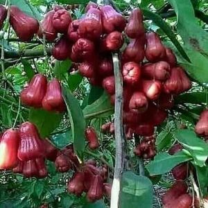Bibit Tanaman Jambu Air Citra Merah Cepat Berbuah Terlaris