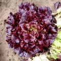 LETTUCE SEED VARIETY/GREEN RAPID/ROMAINE/ICEBERG/MIA RED/AVA RED/KAYLA RED/BLACK ROSE/ HIGH QUALITY SEEDS/HIGHER GERMINATION RATE. 