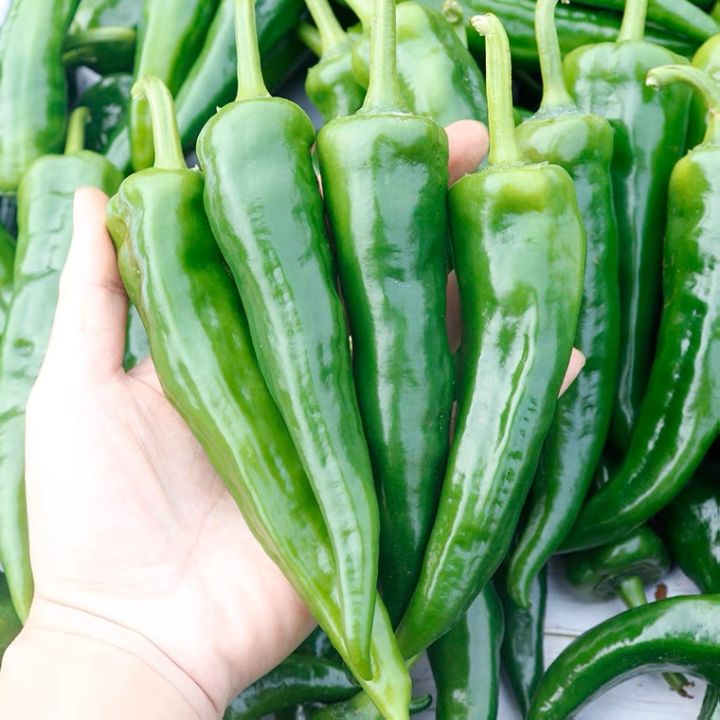 Hot Pepper Green / Bicol Express Chili Seeds 300 seeds Lazada PH