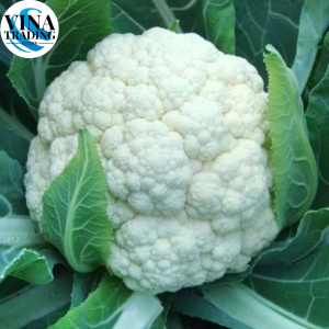 CAULIFLOWER SEEDS (200 seeds) 45 Days-Organic Cauliflower Vegetable Seeds