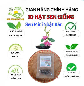 gói 10 hạt sen mini nhật bản 10 màu