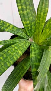 SOV Licuala Mattanensis Mapu Rare Plant Indoor Plant Unique Plant Real Live Plant