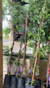 มะขามเปรี้ยวยักษ์ ฝักดาบ ใหญ่ยาว ของเพชรบูรณ์ (สั่ง5ต้นขึ้นไปคร้บ)