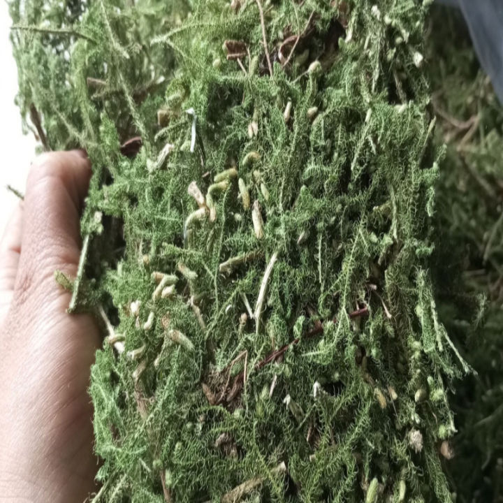 Cây Thông Đất (Thạch Tùng) Khô 01KG Tốt Cho Trí Não Chuẩn | Lazada.vn