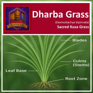 LIVE PLANT : DESMOSTACHYA BIPINNATA * KUSHA GRASS * SACRED GRASS * DHARBA PUL (தர்ப்பைப் புல்)