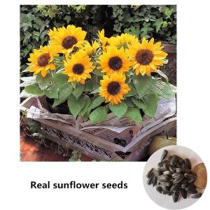 60PCS/PACK Sunflower Crazy flowers seeds/Mixed Variety Sunflower Seeds for planting