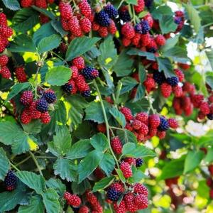 Raspberry Fruit Plant - - Pokok Raspberry - रास्पबेरी पौधा Raspberry – Sweet Tart Berries Rich in Antioxidants Easy-to-Grow Fruit Plant Container Friendly LIVE PLANT