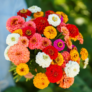 Zinnia Pumila Colorful Flower 90 Seeds Edible Easy Grow Balcony and Beginner Friendly