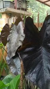 แบล็กโคเรล บอนดําแบล็คโครอล ราชาไม้ใบสีดำ": "แบล็กโคเรล บอนดํา แบล็คโครอล ราชาไม้ใบสีดำ",